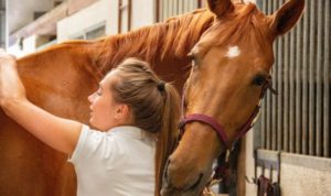 Horse and Caretaker Bonding