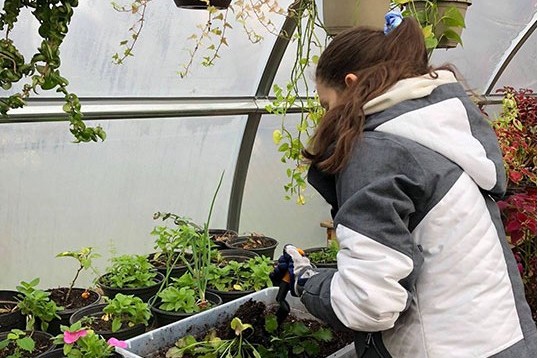 Student Tending to the Plants at the West Hills Campus Greenhouse